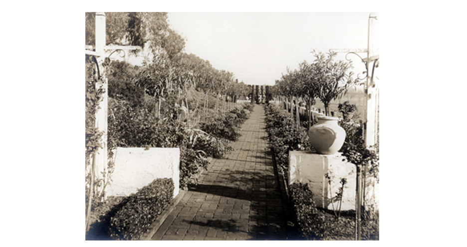 Oleander Walk 1928